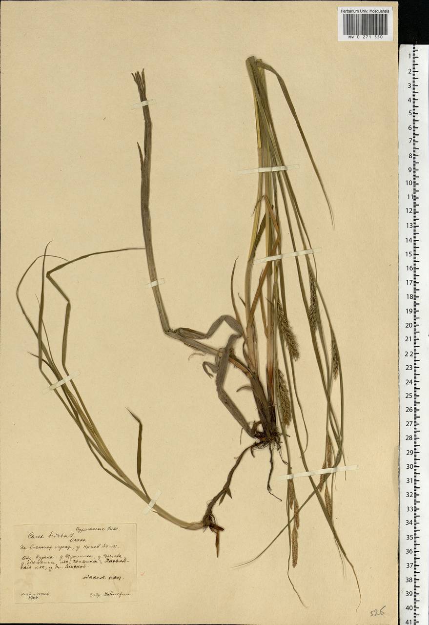 Carex hirta L., Eastern Europe, Central forest-and-steppe region (E6) (Russia)