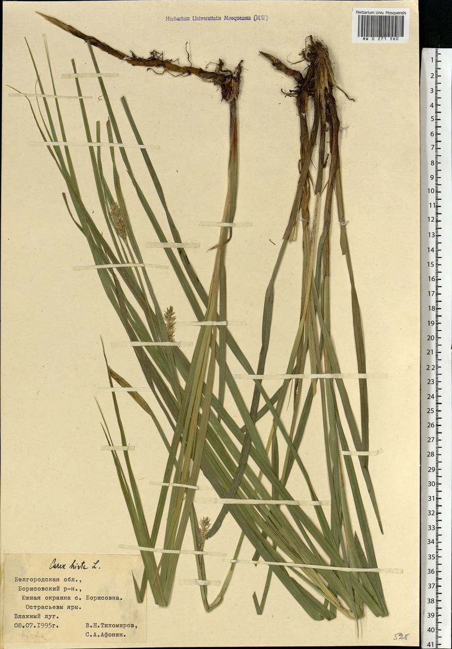 Carex hirta L., Eastern Europe, Central forest-and-steppe region (E6) (Russia)