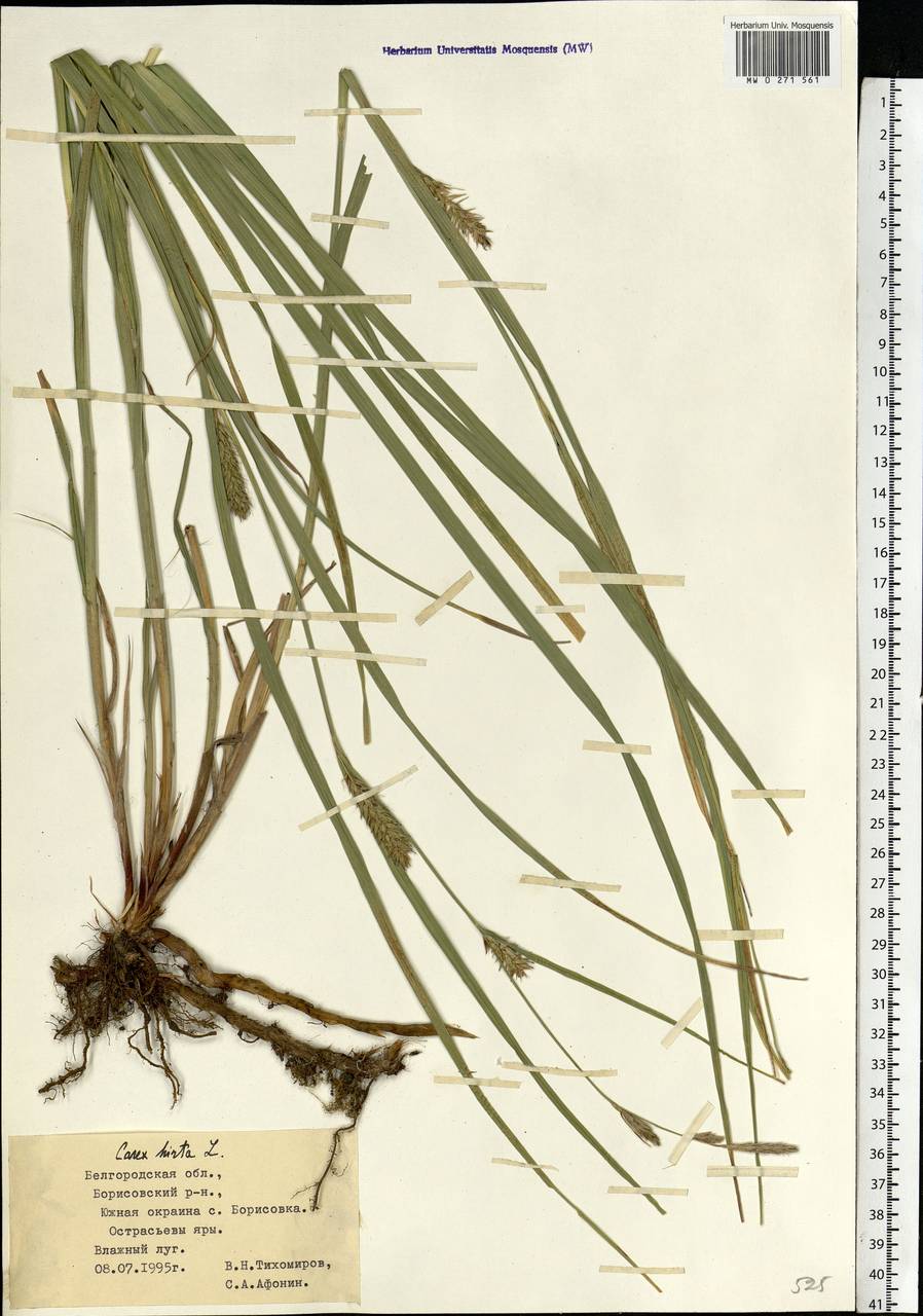 Carex hirta L., Eastern Europe, Central forest-and-steppe region (E6) (Russia)