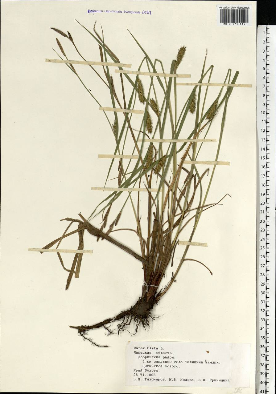 Carex hirta L., Eastern Europe, Central forest-and-steppe region (E6) (Russia)