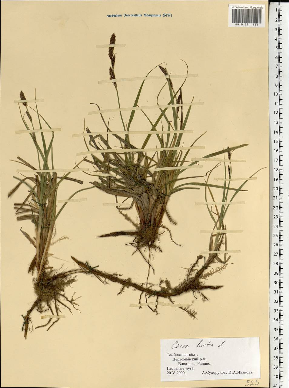 Carex hirta L., Eastern Europe, Central forest-and-steppe region (E6) (Russia)