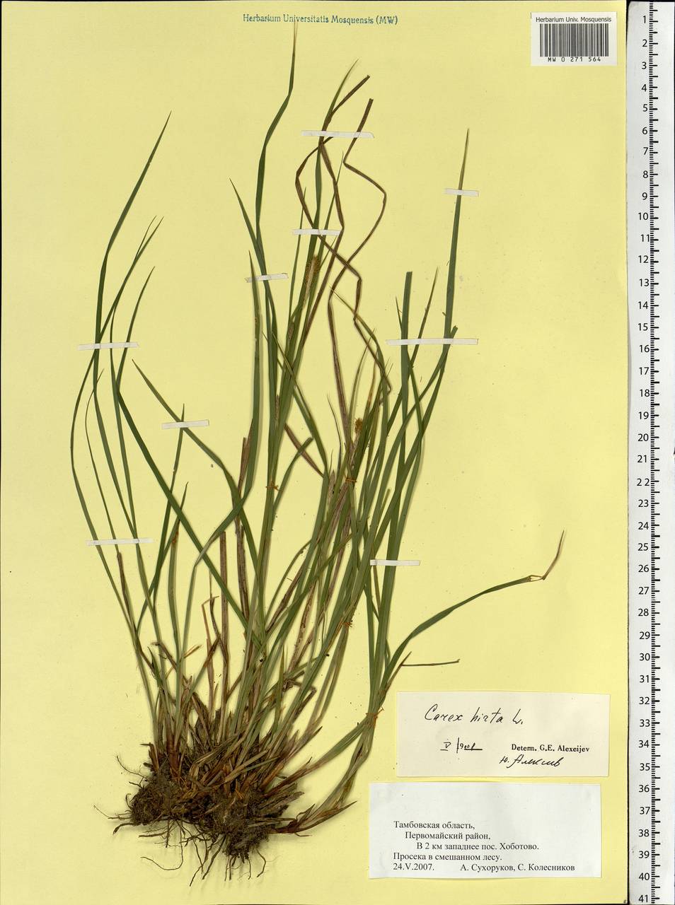 Carex hirta L., Eastern Europe, Central forest-and-steppe region (E6) (Russia)