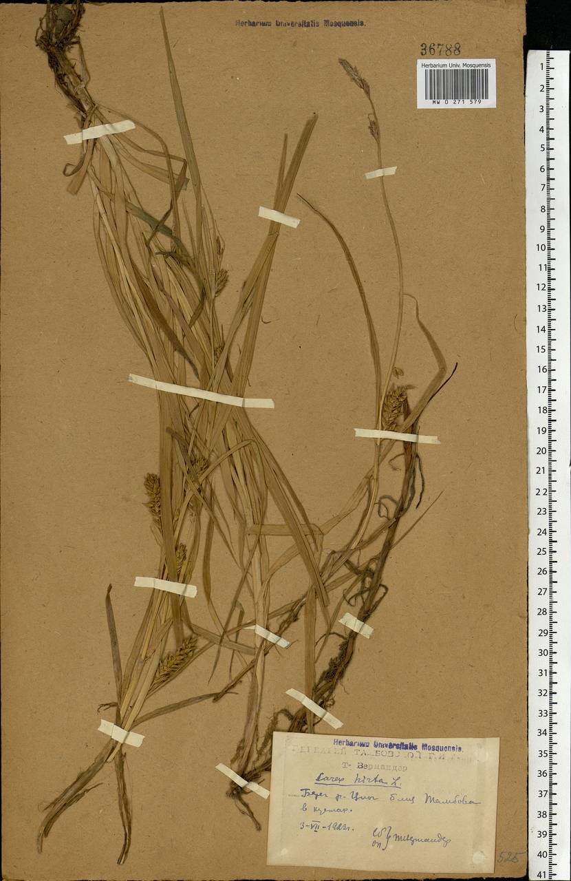 Carex hirta L., Eastern Europe, Central forest-and-steppe region (E6) (Russia)