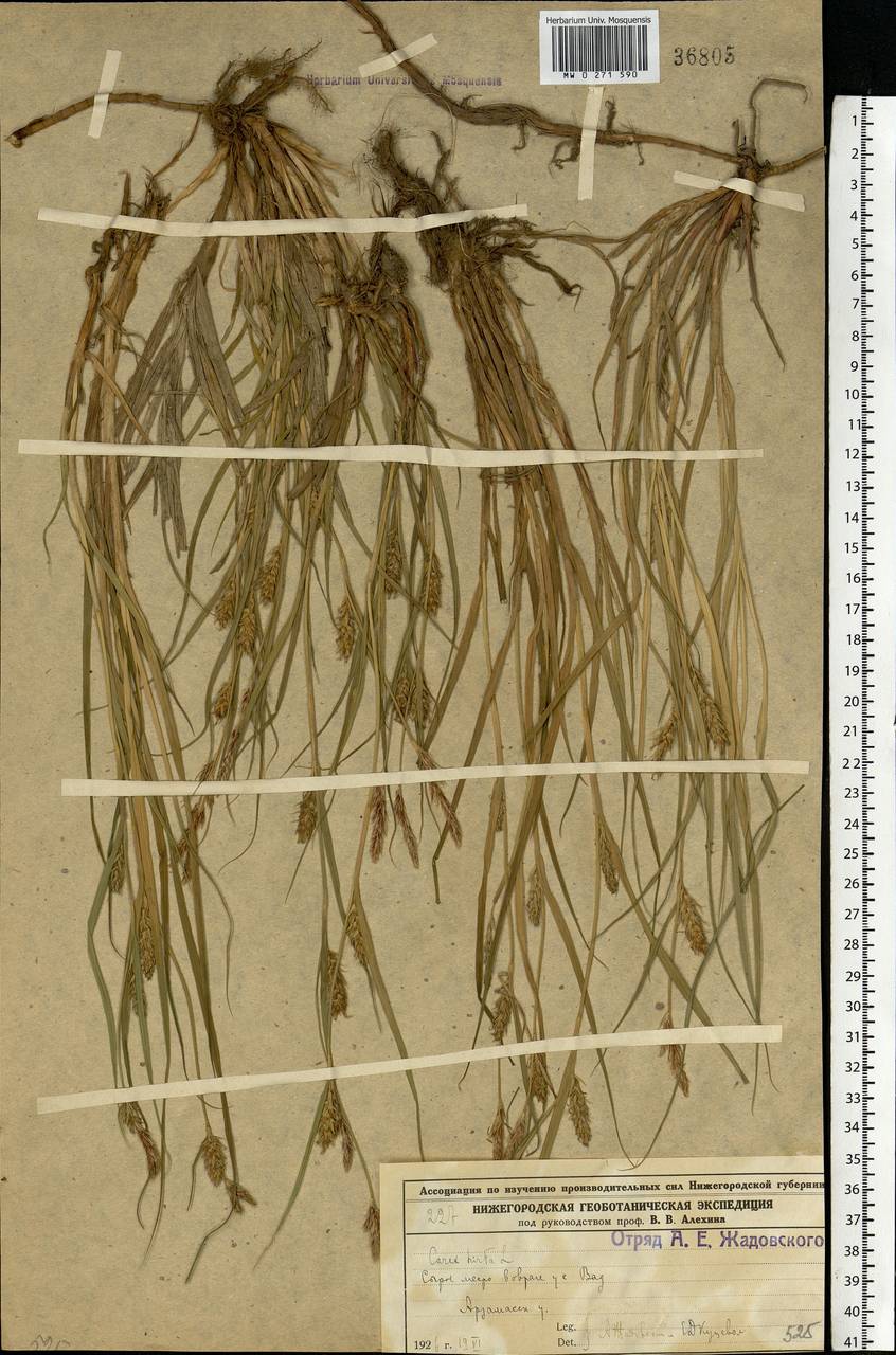 Carex hirta L., Eastern Europe, Volga-Kama region (E7) (Russia)
