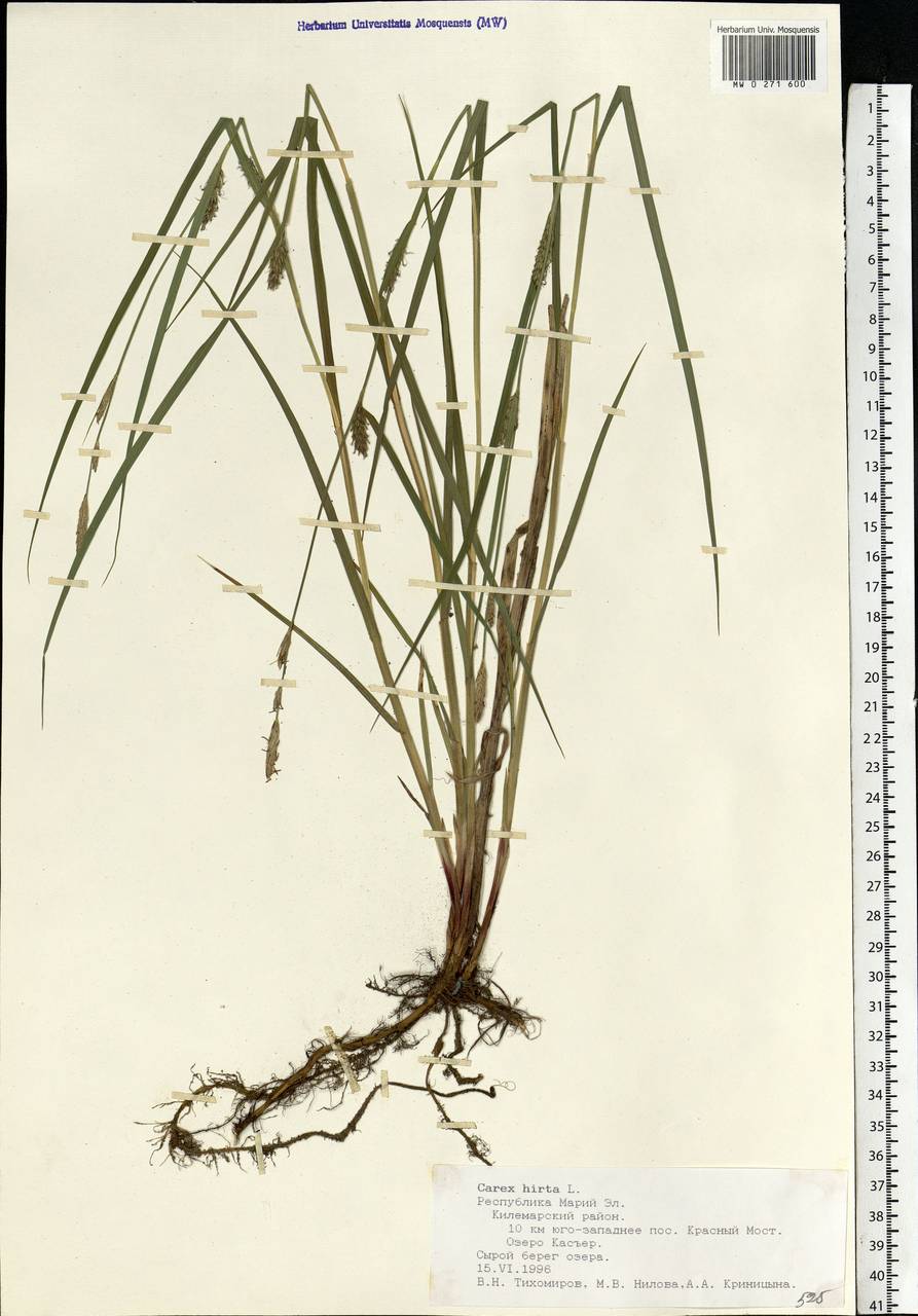 Carex hirta L., Eastern Europe, Middle Volga region (E8) (Russia)