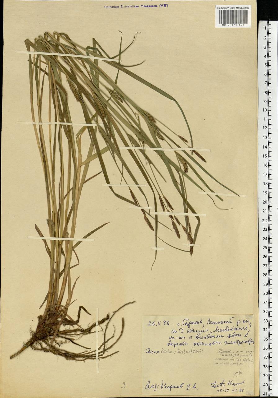 Carex hirta L., Eastern Europe, Lower Volga region (E9) (Russia)