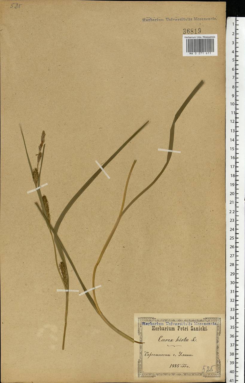 Carex hirta L., Eastern Europe, South Ukrainian region (E12) (Ukraine)