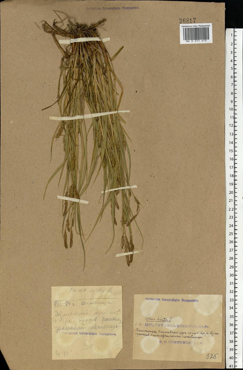 Carex hirta L., Eastern Europe, South Ukrainian region (E12) (Ukraine)