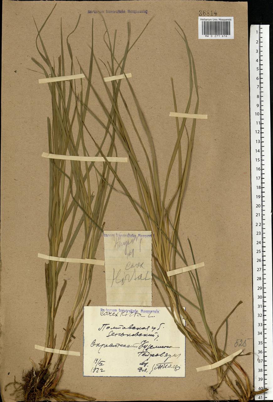 Carex hirta L., Eastern Europe, North Ukrainian region (E11) (Ukraine)