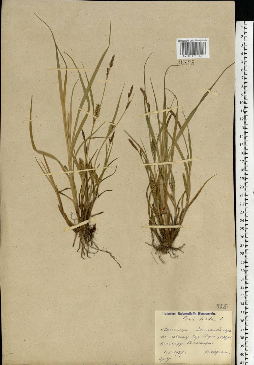 Carex hirta L., Eastern Europe, South Ukrainian region (E12) (Ukraine)