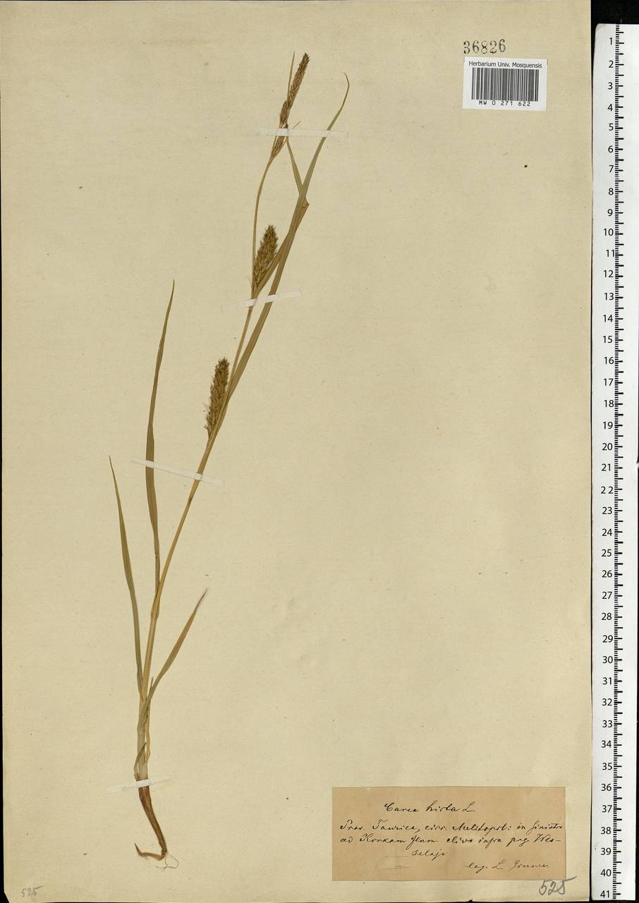 Carex hirta L., Eastern Europe, South Ukrainian region (E12) (Ukraine)