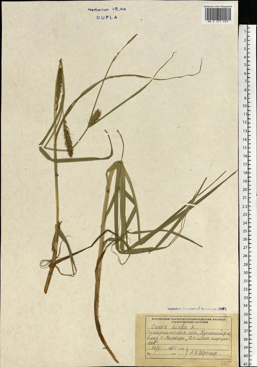 Carex hirta L., Eastern Europe, West Ukrainian region (E13) (Ukraine)