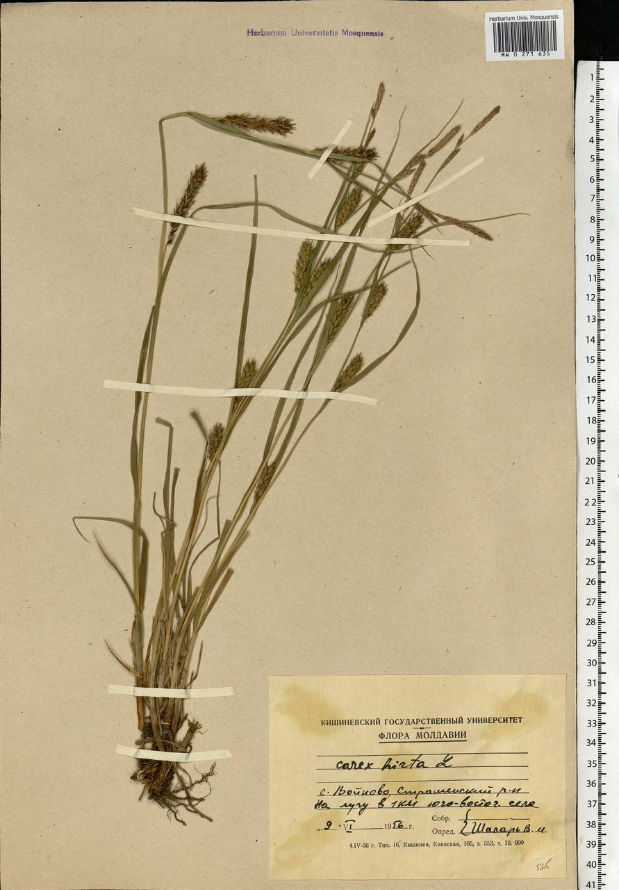 Carex hirta L., Eastern Europe, Moldova (E13a) (Moldova)