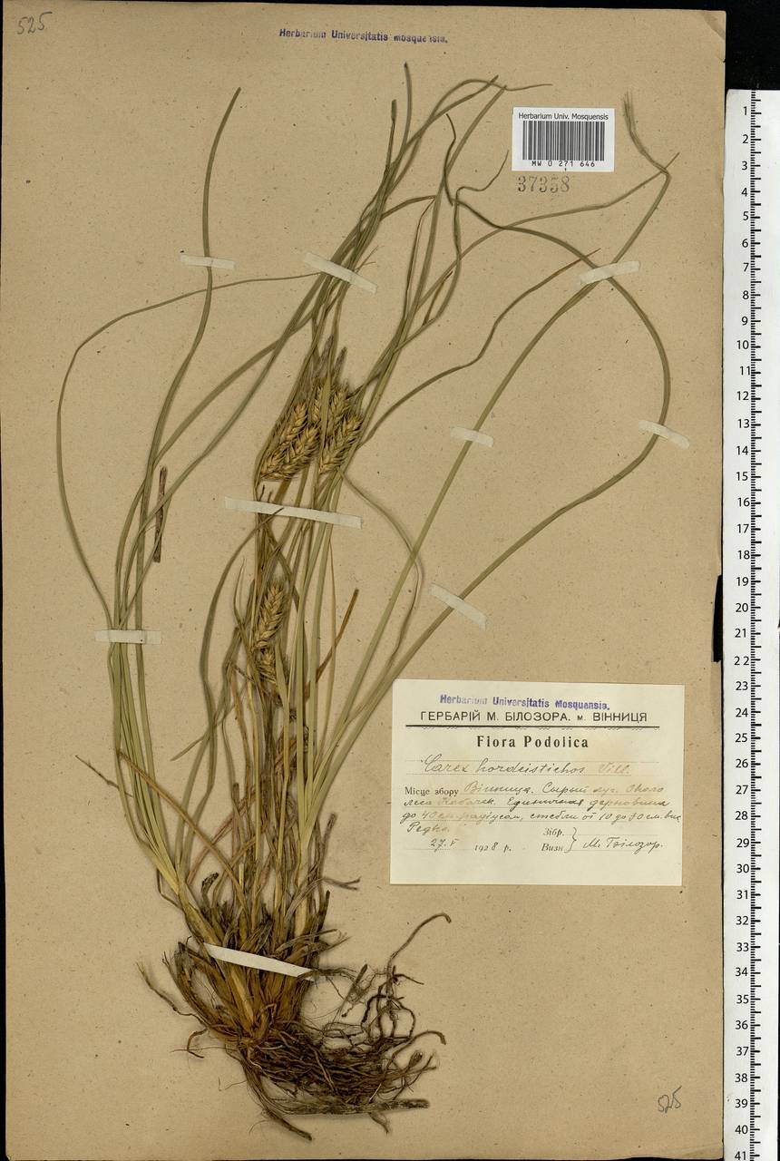 Carex hordeistichos Vill., Eastern Europe, South Ukrainian region (E12) (Ukraine)