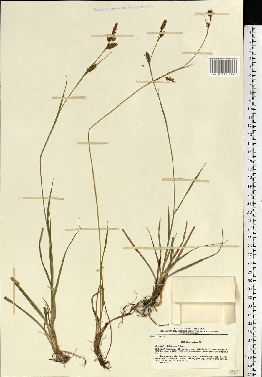 Carex hostiana DC., Eastern Europe, North-Western region (E2) (Russia)