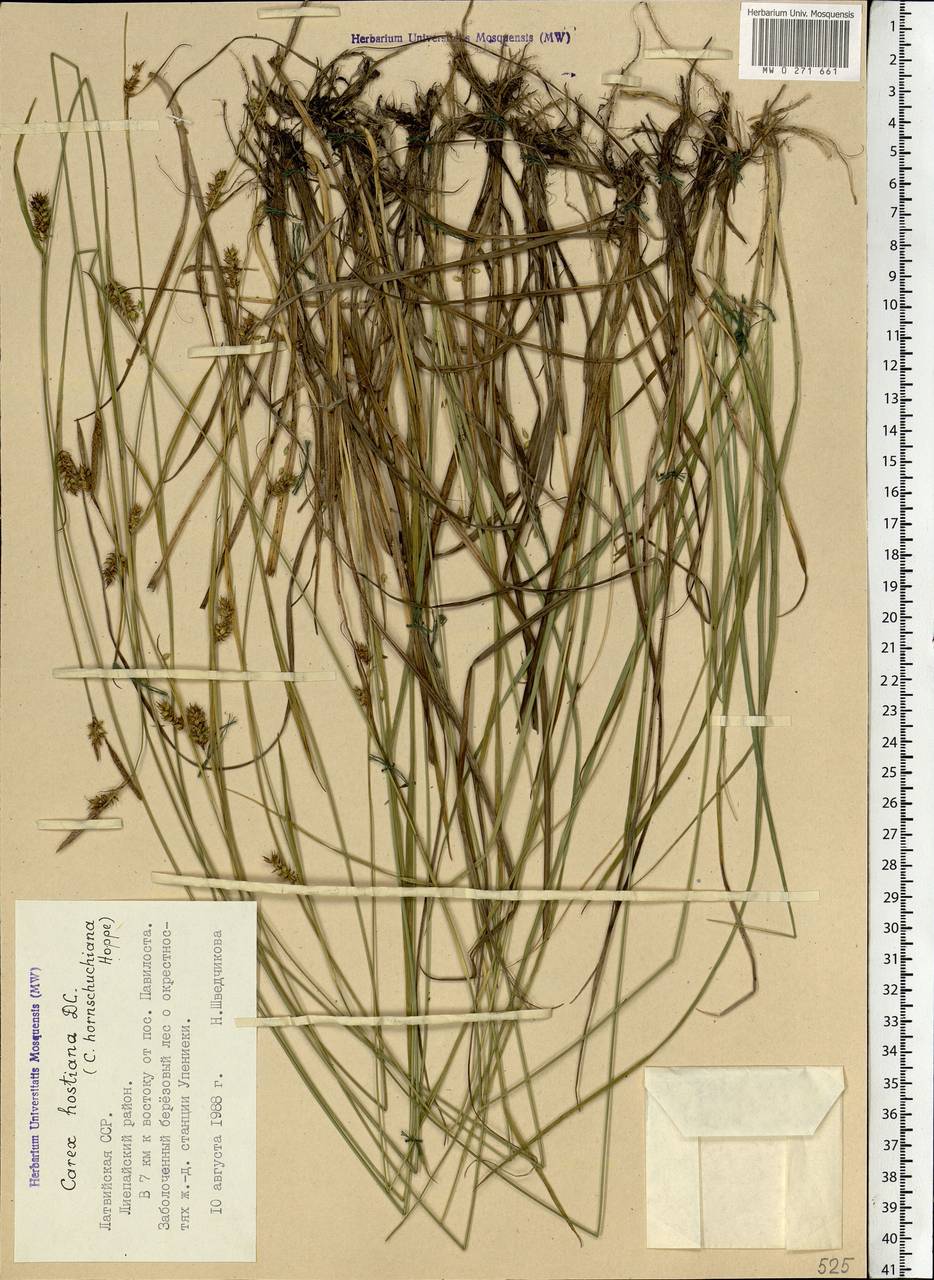 Carex hostiana DC., Eastern Europe, Latvia (E2b) (Latvia)