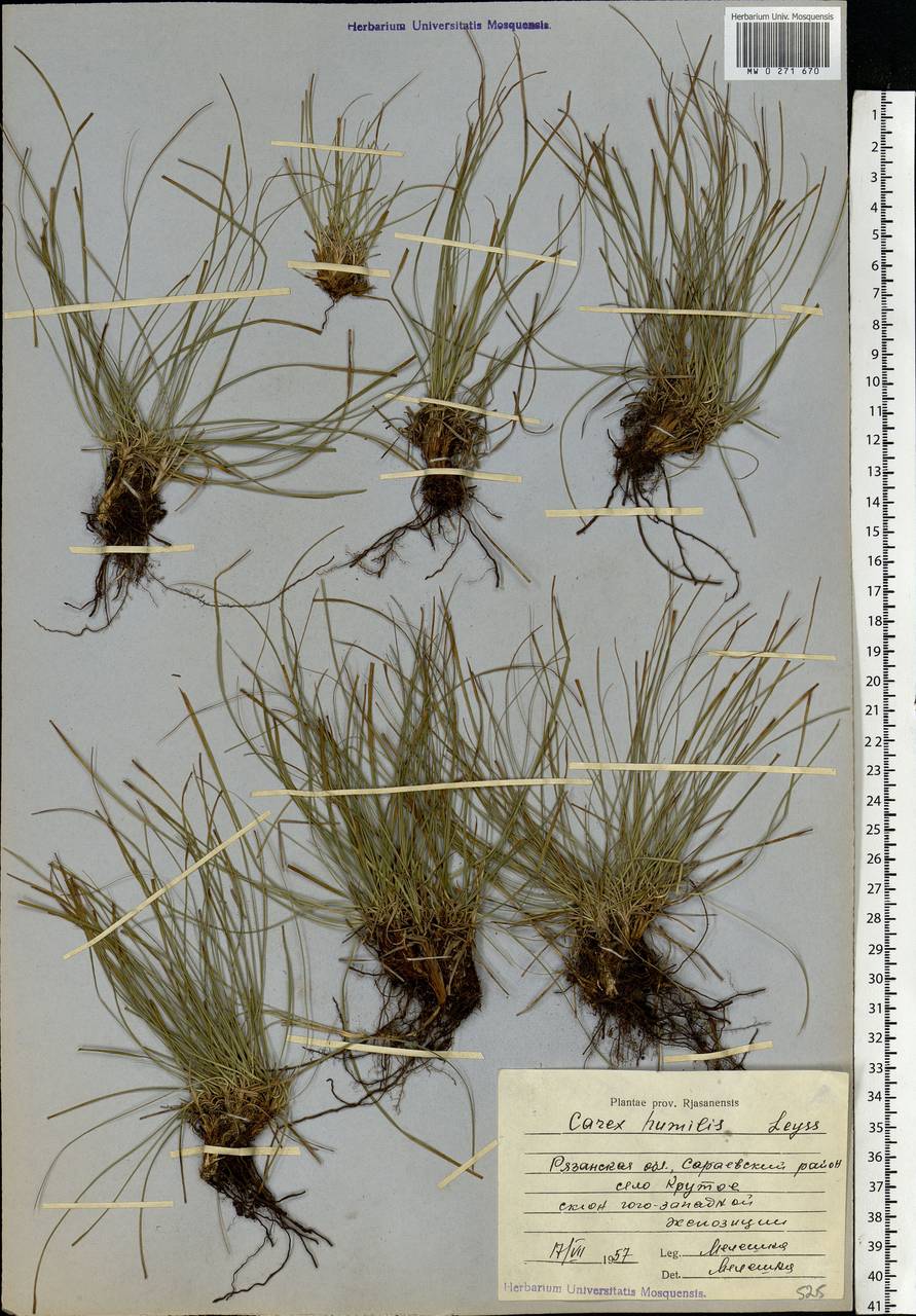 Carex humilis Leyss., Eastern Europe, Central region (E4) (Russia)