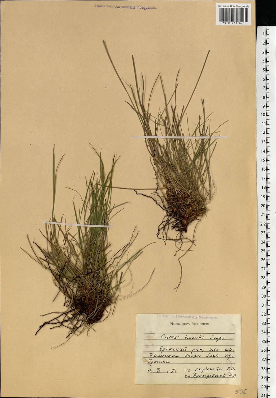 Carex humilis Leyss., Eastern Europe, Central region (E4) (Russia)