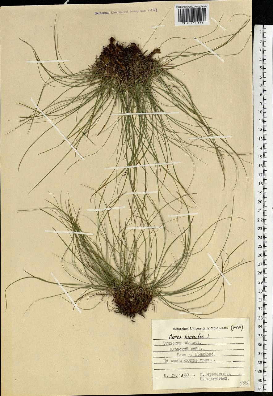 Carex humilis Leyss., Eastern Europe, Central region (E4) (Russia)