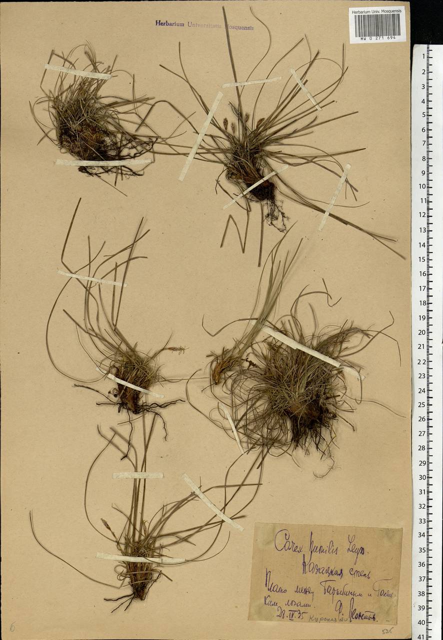 Carex humilis Leyss., Eastern Europe, Central forest-and-steppe region (E6) (Russia)