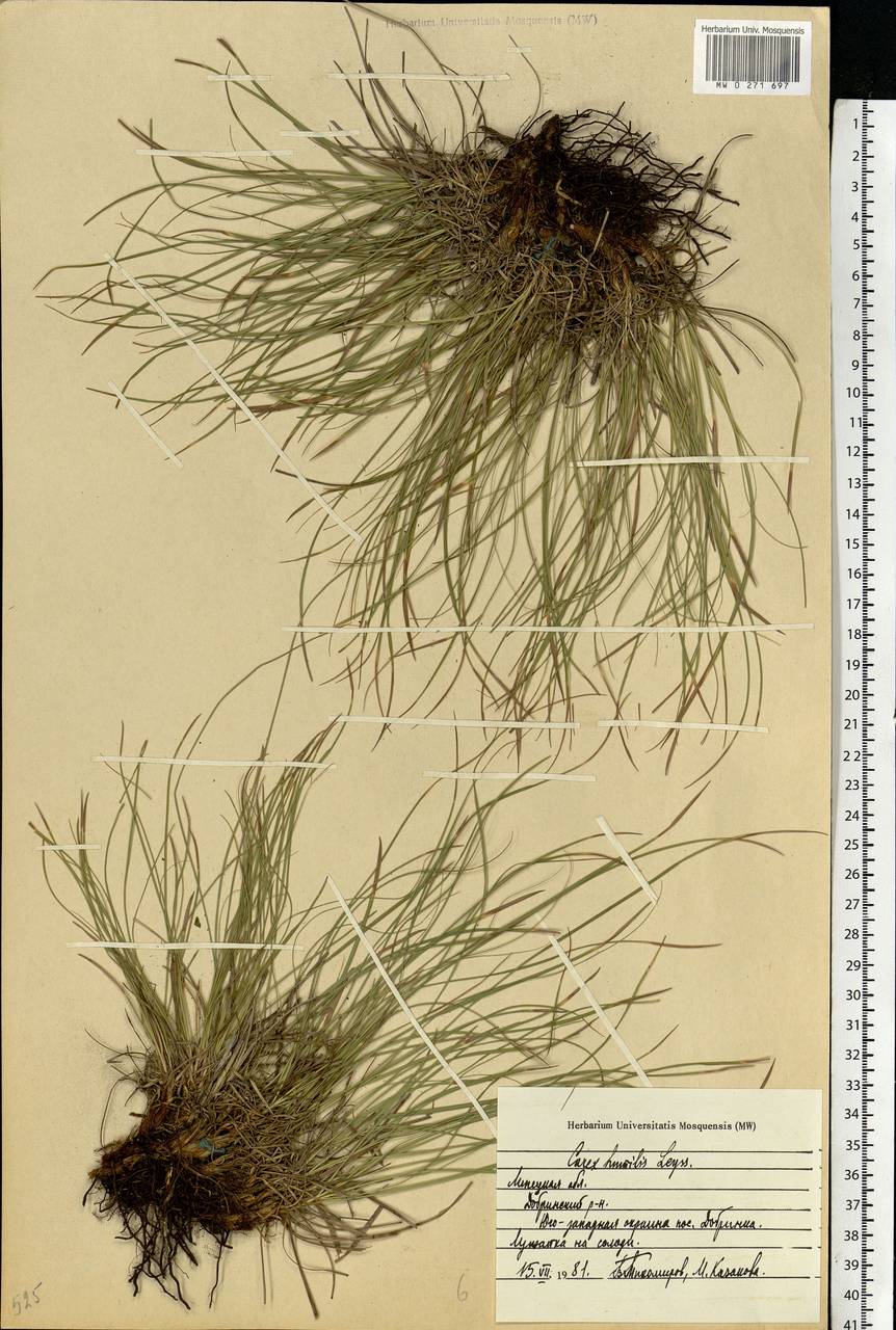 Carex humilis Leyss., Eastern Europe, Central forest-and-steppe region (E6) (Russia)