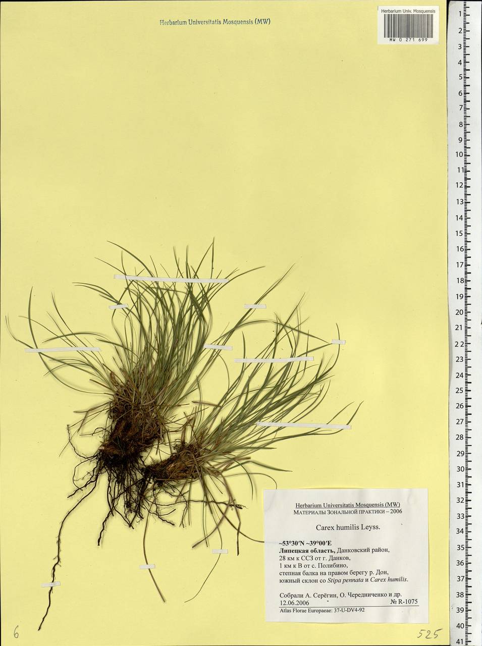 Carex humilis Leyss., Eastern Europe, Central forest-and-steppe region (E6) (Russia)