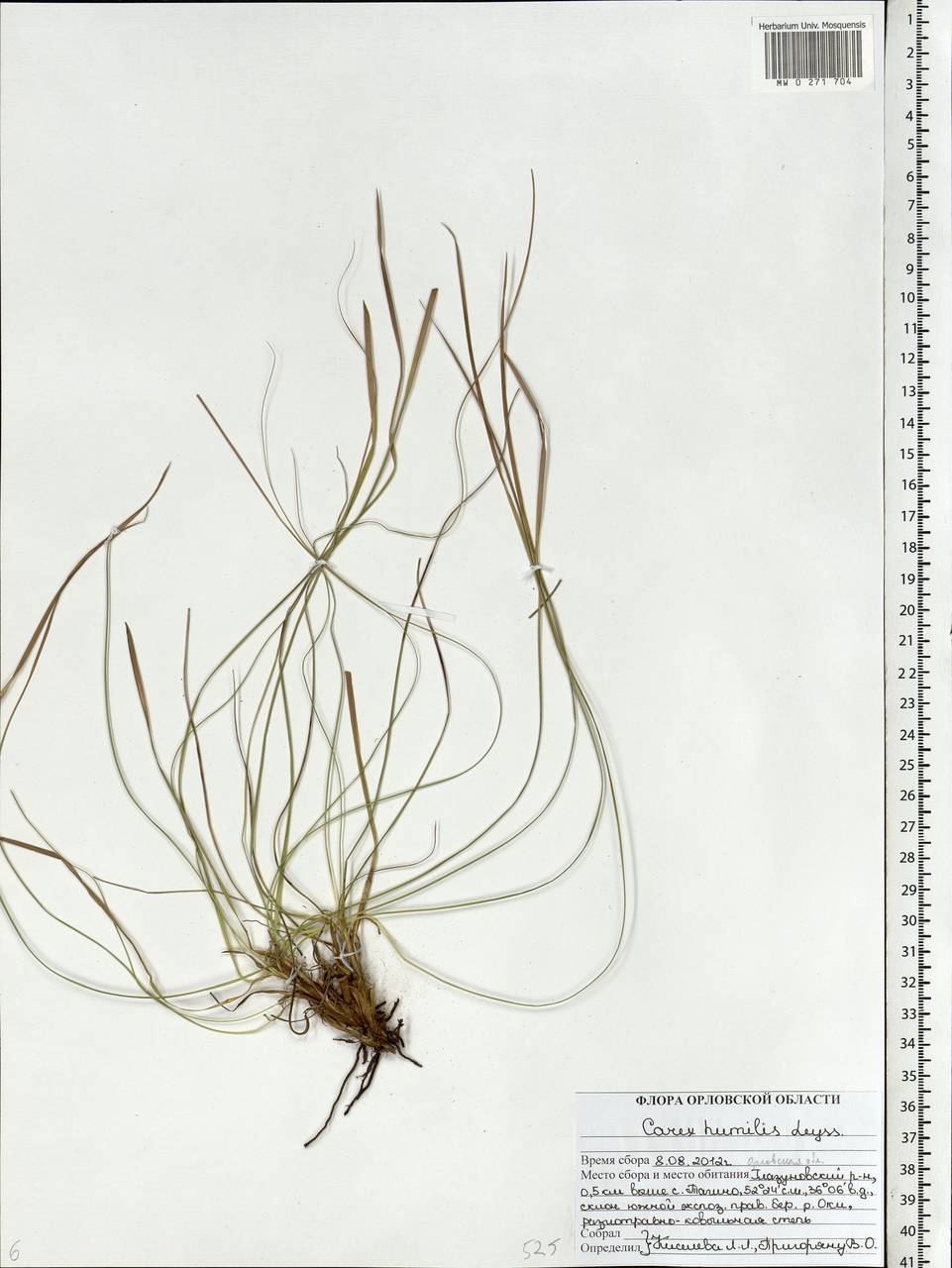 Carex humilis Leyss., Eastern Europe, Central forest-and-steppe region (E6) (Russia)