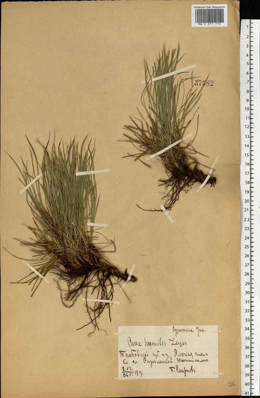 Carex humilis Leyss., Eastern Europe, Central forest-and-steppe region (E6) (Russia)