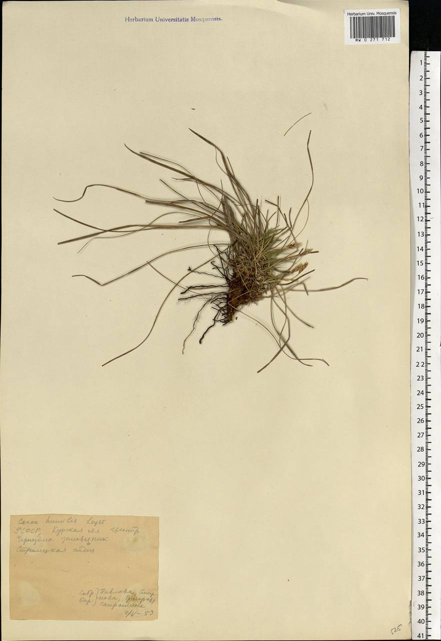 Carex humilis Leyss., Eastern Europe, Central forest-and-steppe region (E6) (Russia)