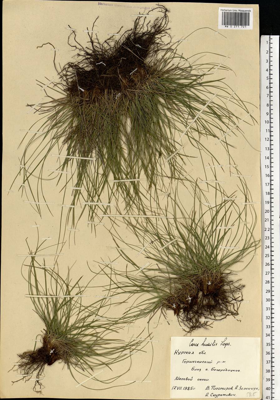 Carex humilis Leyss., Eastern Europe, Central forest-and-steppe region (E6) (Russia)