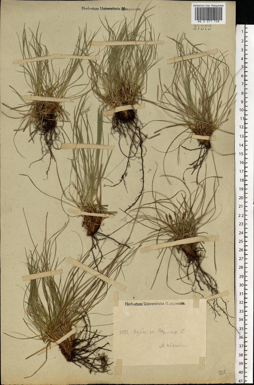 Carex humilis Leyss., Eastern Europe, Central forest-and-steppe region (E6) (Russia)