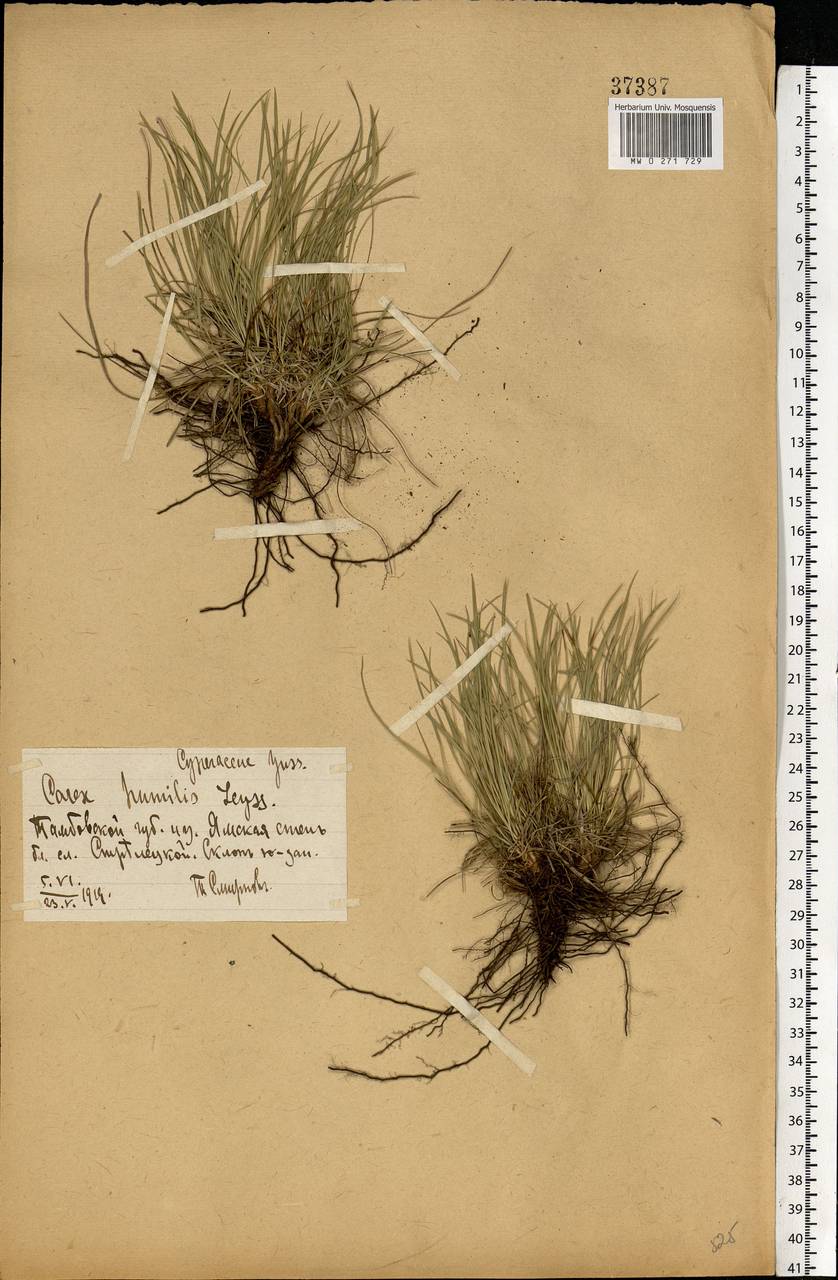 Carex humilis Leyss., Eastern Europe, Central forest-and-steppe region (E6) (Russia)