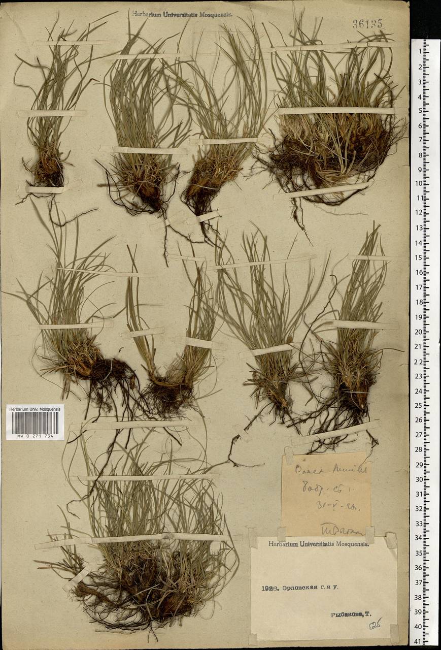 Carex humilis Leyss., Eastern Europe, Central forest-and-steppe region (E6) (Russia)