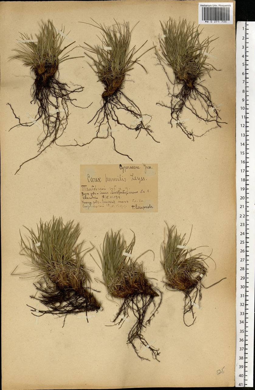 Carex humilis Leyss., Eastern Europe, Central forest-and-steppe region (E6) (Russia)