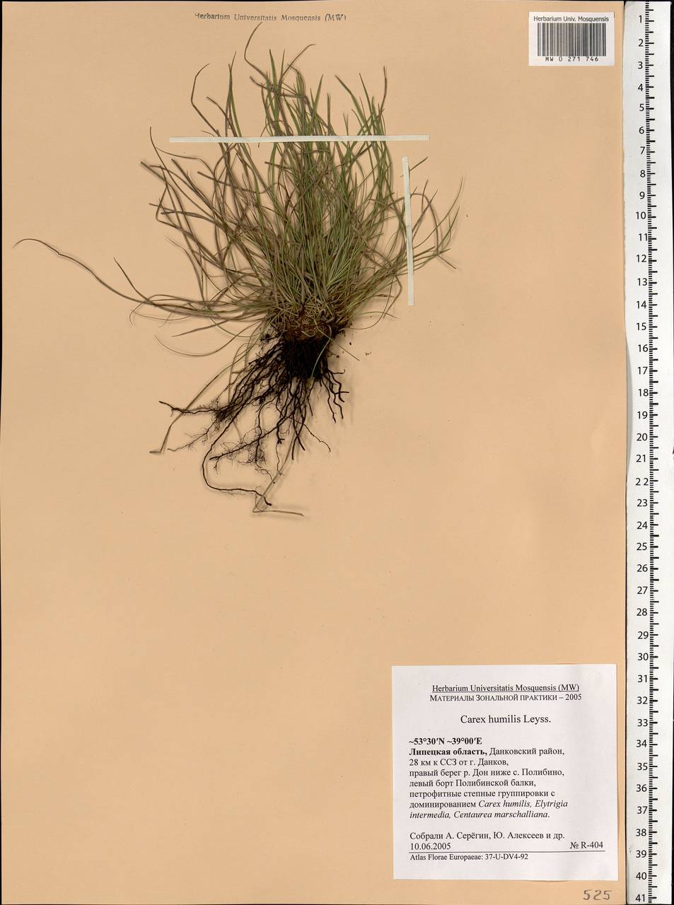 Carex humilis Leyss., Eastern Europe, Central forest-and-steppe region (E6) (Russia)
