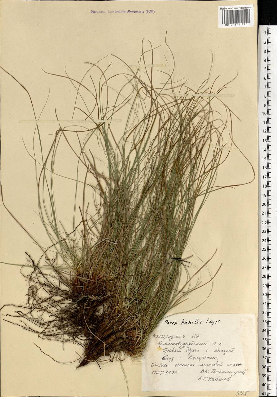 Carex humilis Leyss., Eastern Europe, Central forest-and-steppe region (E6) (Russia)