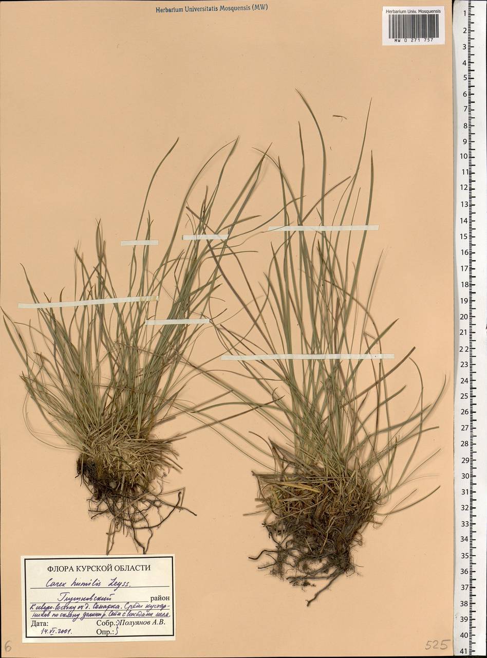 Carex humilis Leyss., Eastern Europe, Central forest-and-steppe region (E6) (Russia)