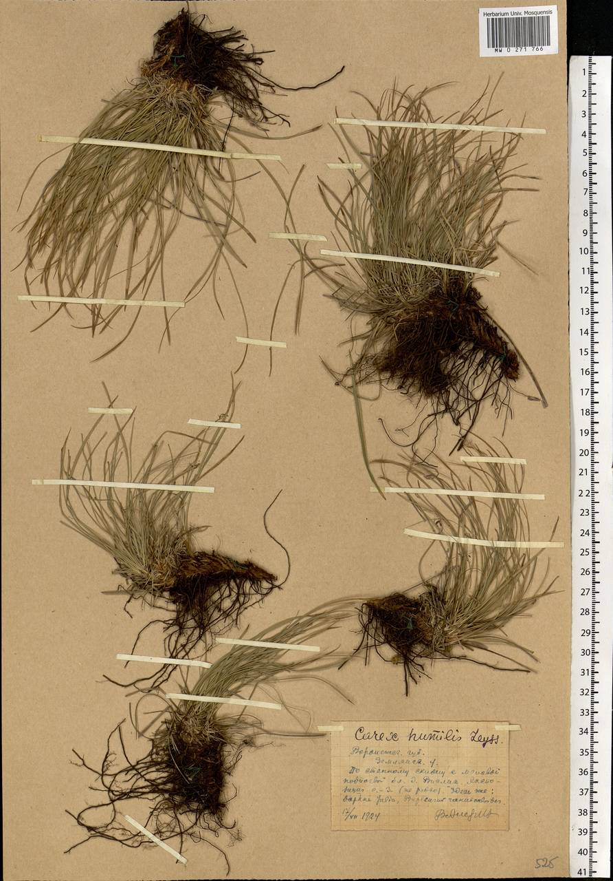 Carex humilis Leyss., Eastern Europe, Central forest-and-steppe region (E6) (Russia)