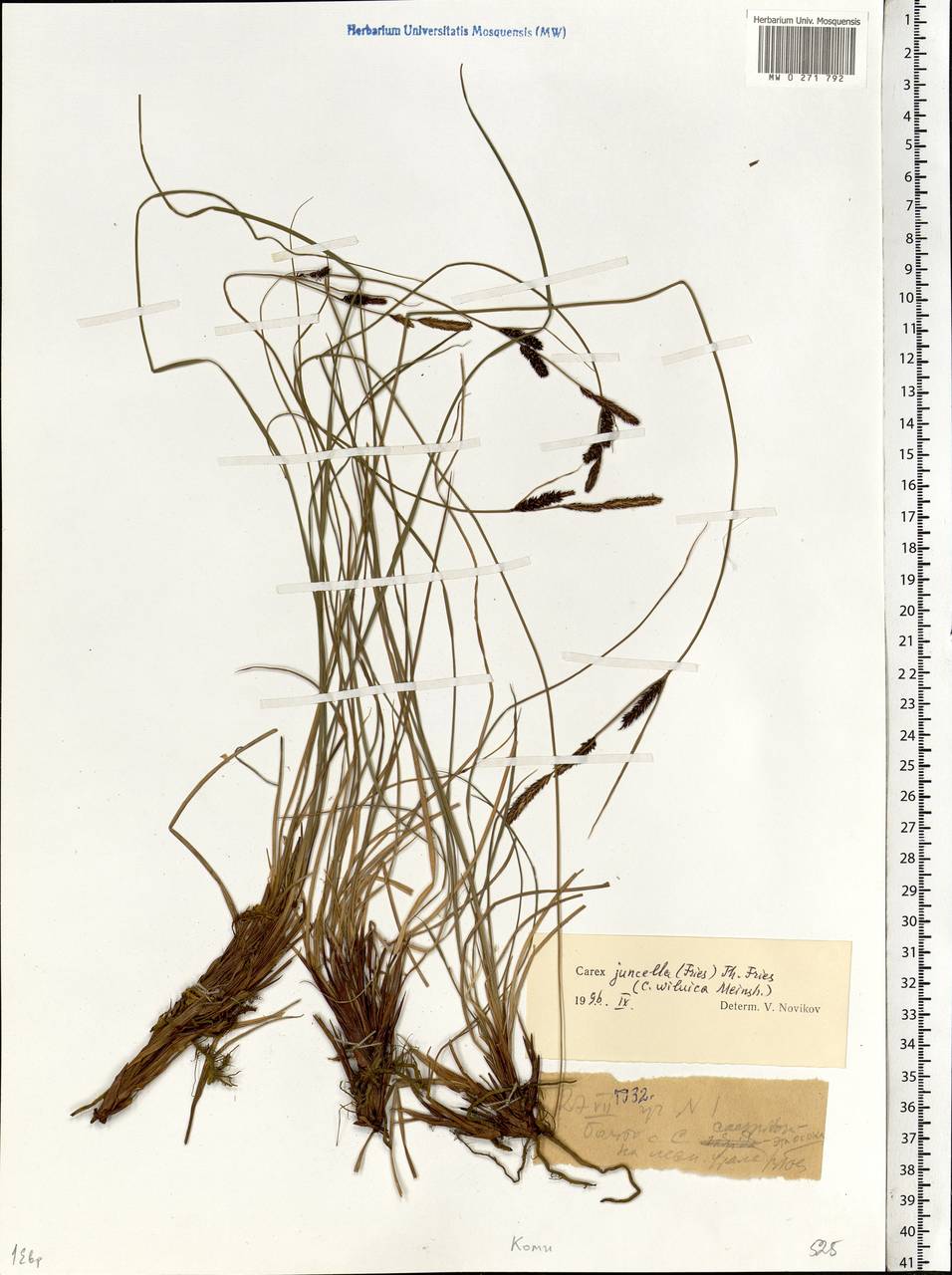 Carex nigra subsp. juncea (Fr.) Soó, Eastern Europe, Northern region (E1) (Russia)