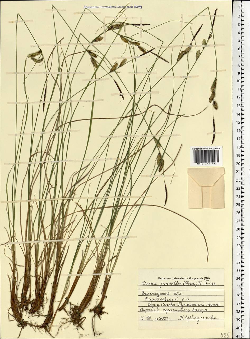 Carex nigra subsp. juncea (Fr.) Soó, Eastern Europe, Northern region (E1) (Russia)
