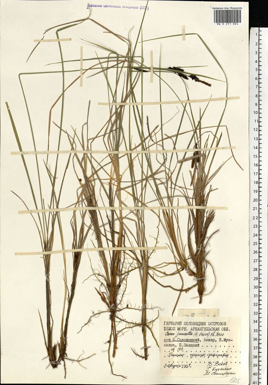 Carex nigra subsp. juncea (Fr.) Soó, Eastern Europe, Northern region (E1) (Russia)