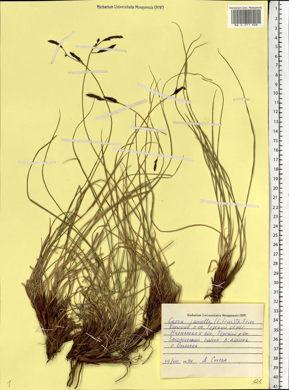 Carex nigra subsp. juncea (Fr.) Soó, Eastern Europe, Northern region (E1) (Russia)