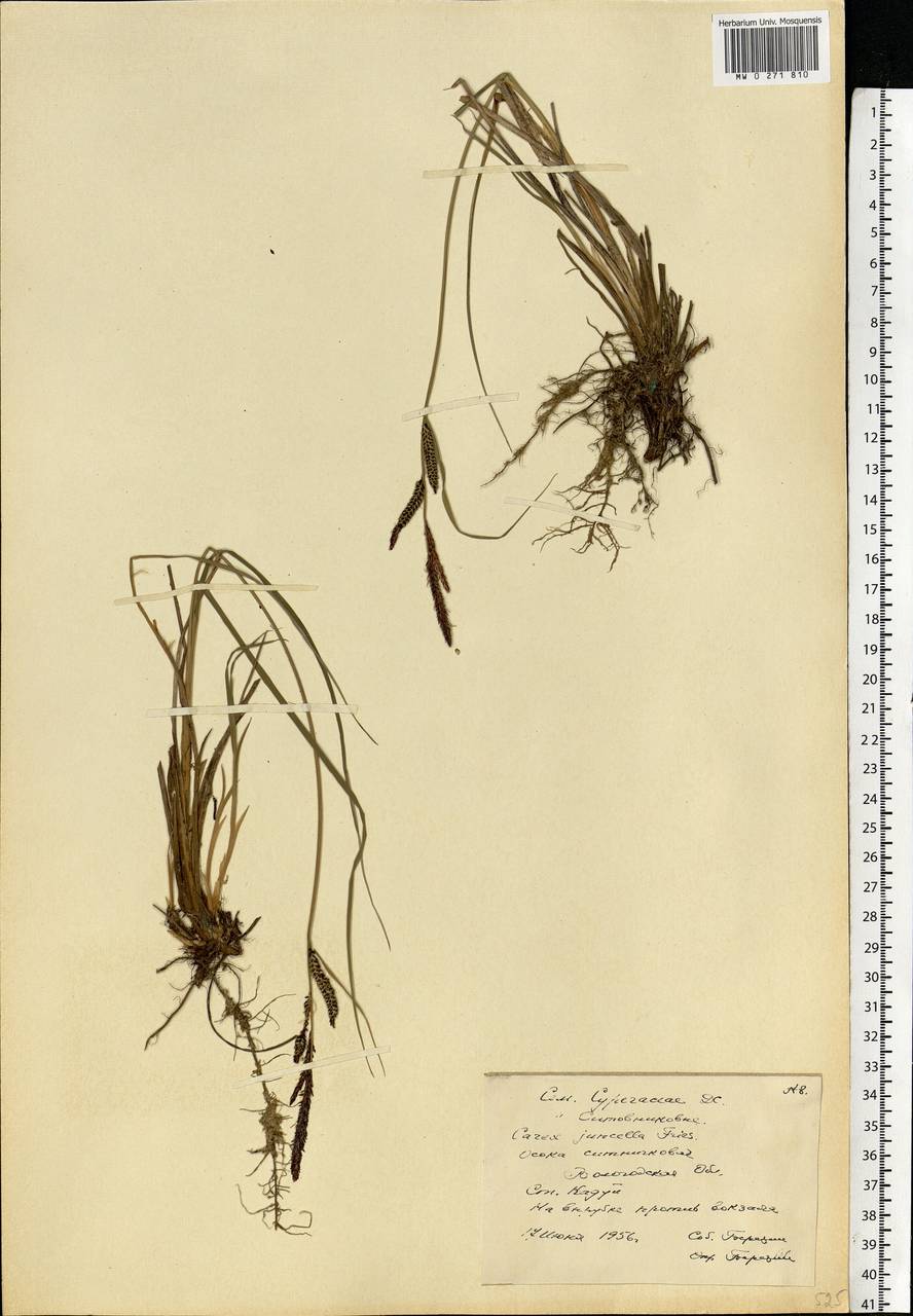 Carex nigra subsp. juncea (Fr.) Soó, Eastern Europe, Northern region (E1) (Russia)