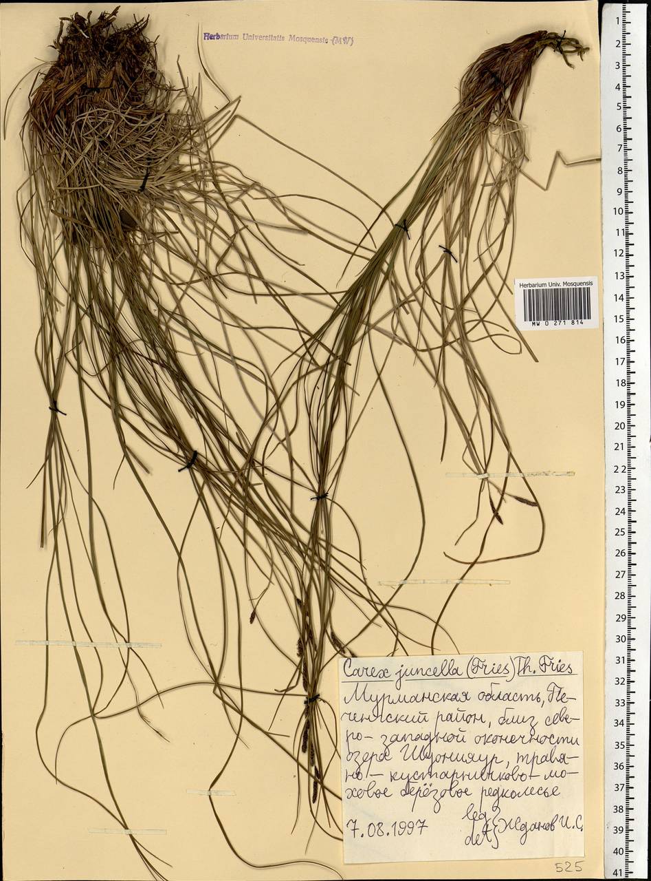 Carex nigra subsp. juncea (Fr.) Soó, Eastern Europe, Northern region (E1) (Russia)