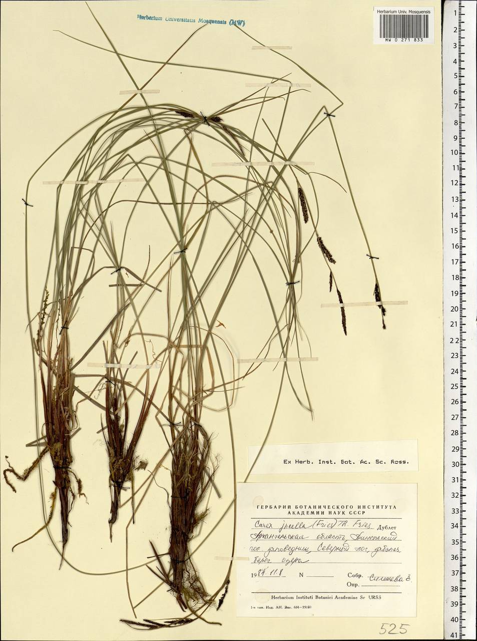 Carex nigra subsp. juncea (Fr.) Soó, Eastern Europe, Northern region (E1) (Russia)