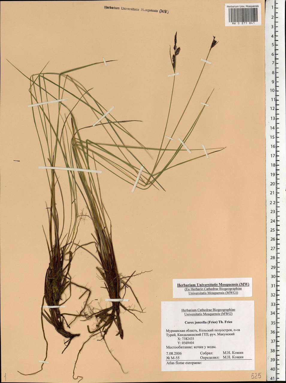 Carex nigra subsp. juncea (Fr.) Soó, Eastern Europe, Northern region (E1) (Russia)