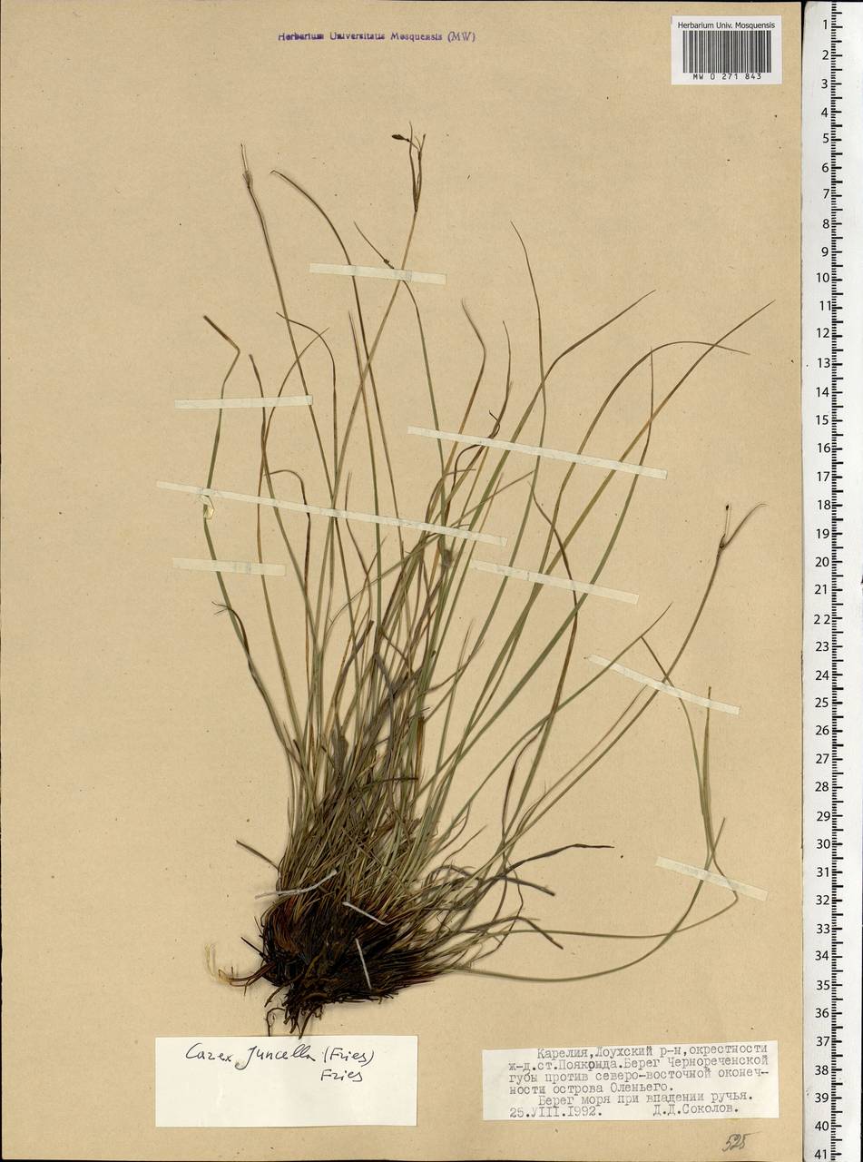 Carex nigra subsp. juncea (Fr.) Soó, Eastern Europe, Northern region (E1) (Russia)