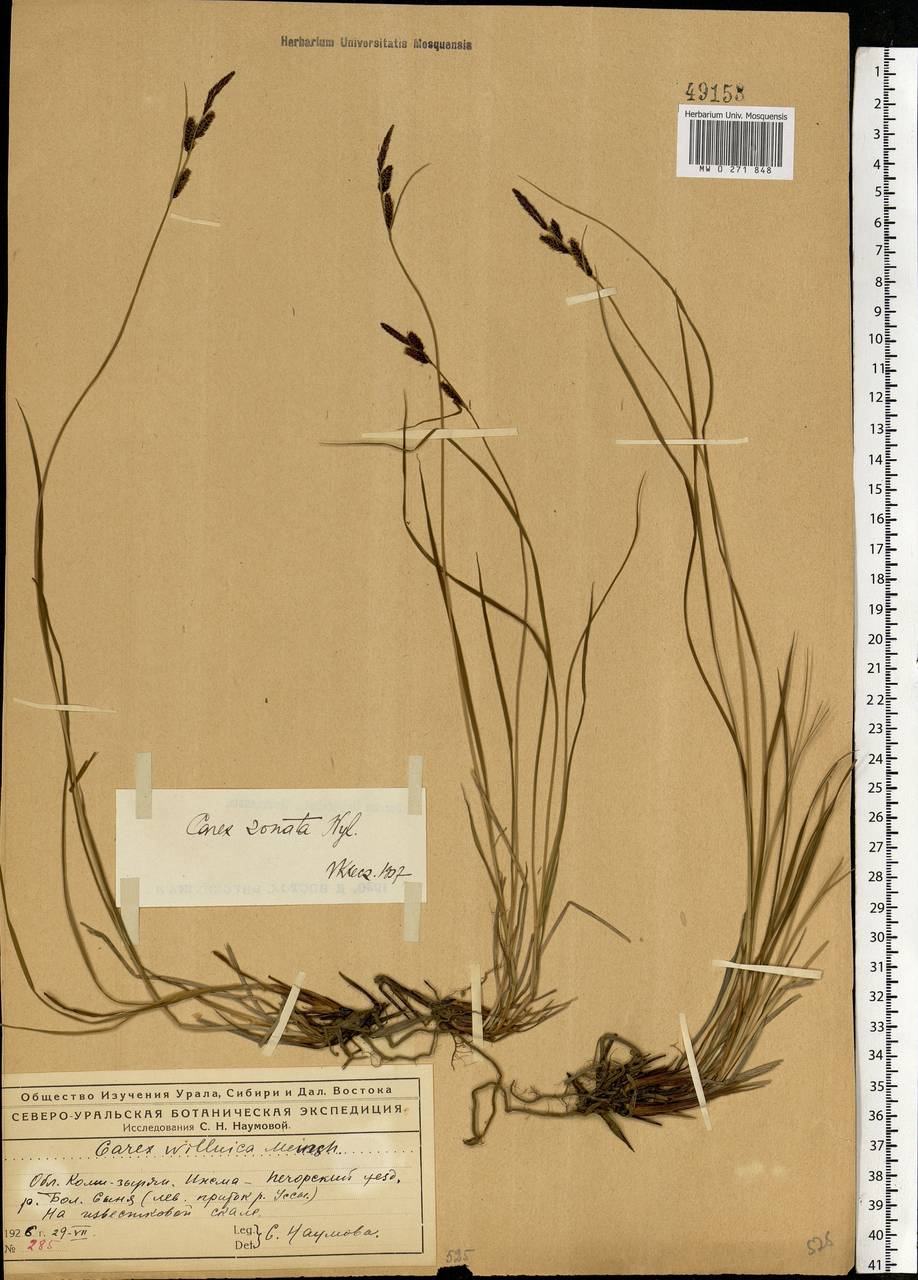 Carex nigra subsp. juncea (Fr.) Soó, Eastern Europe, Northern region (E1) (Russia)
