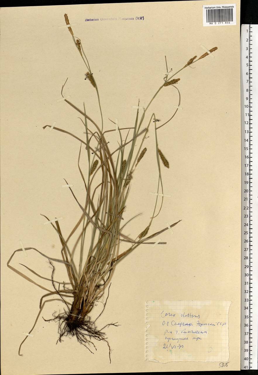 Carex nigra subsp. juncea (Fr.) Soó, Eastern Europe, Estonia (E2c) (Estonia)