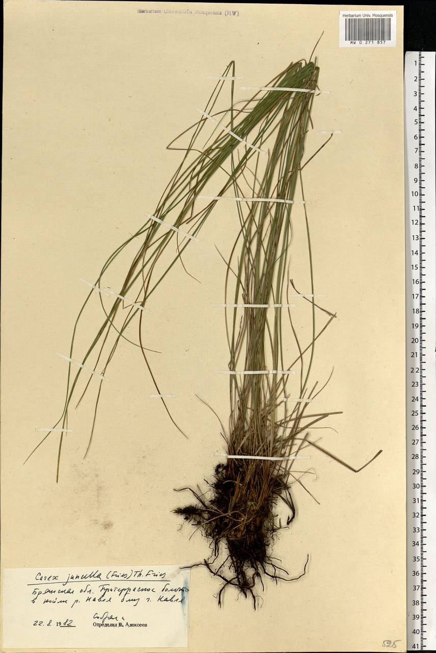 Carex nigra subsp. juncea (Fr.) Soó, Eastern Europe, Western region (E3) (Russia)